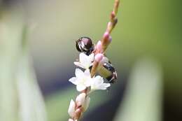 صورة Tropidia albistylum Macquart 1847