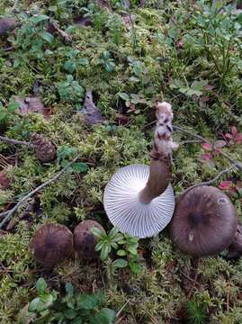 Image de Hygrophore à lamelles arquées