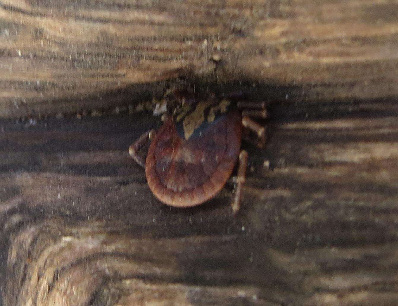 Image of Hard tick