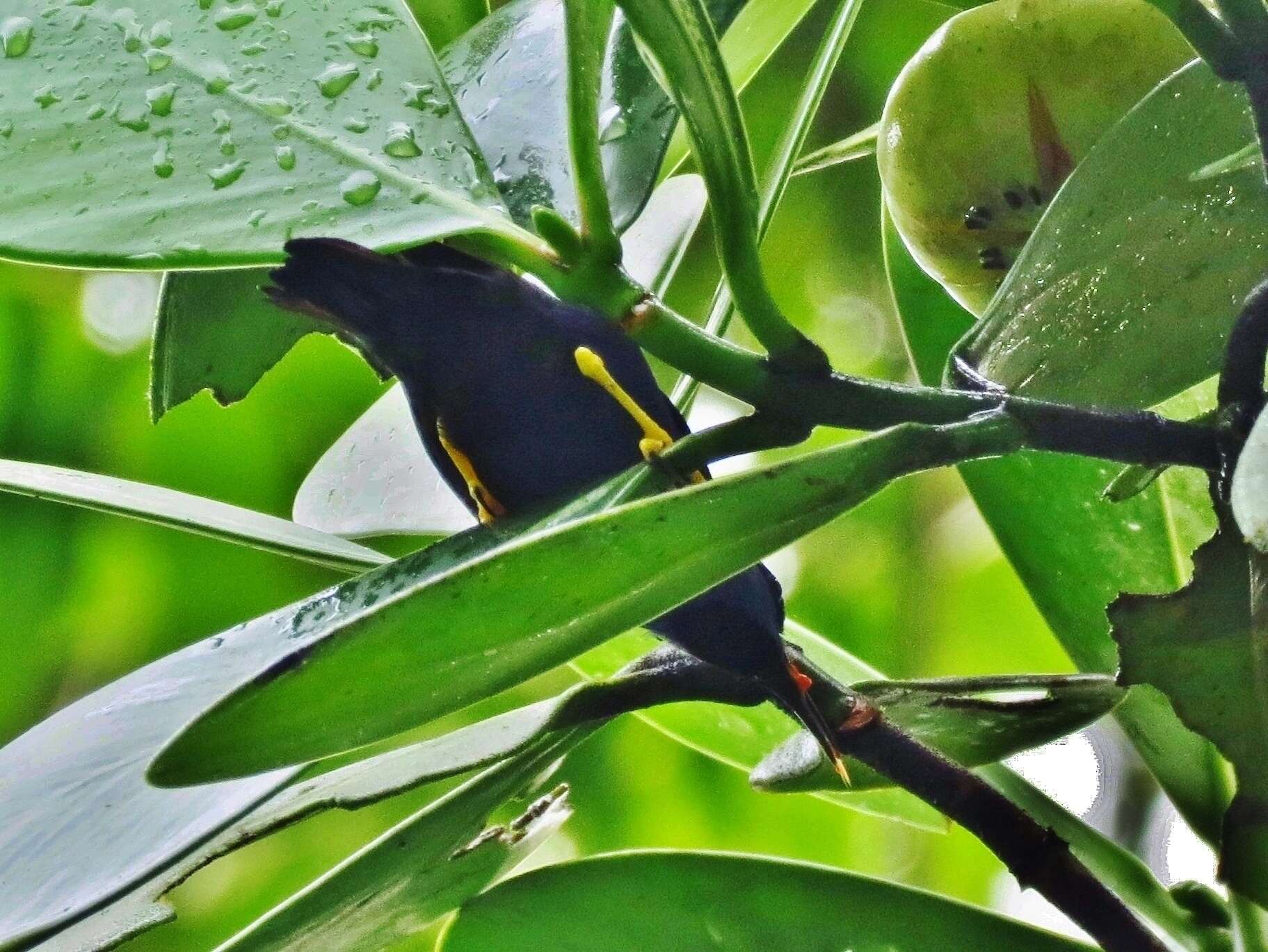 Image of Shining Honeycreeper