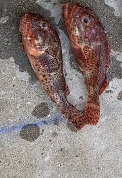 Image of California Scorpionfish