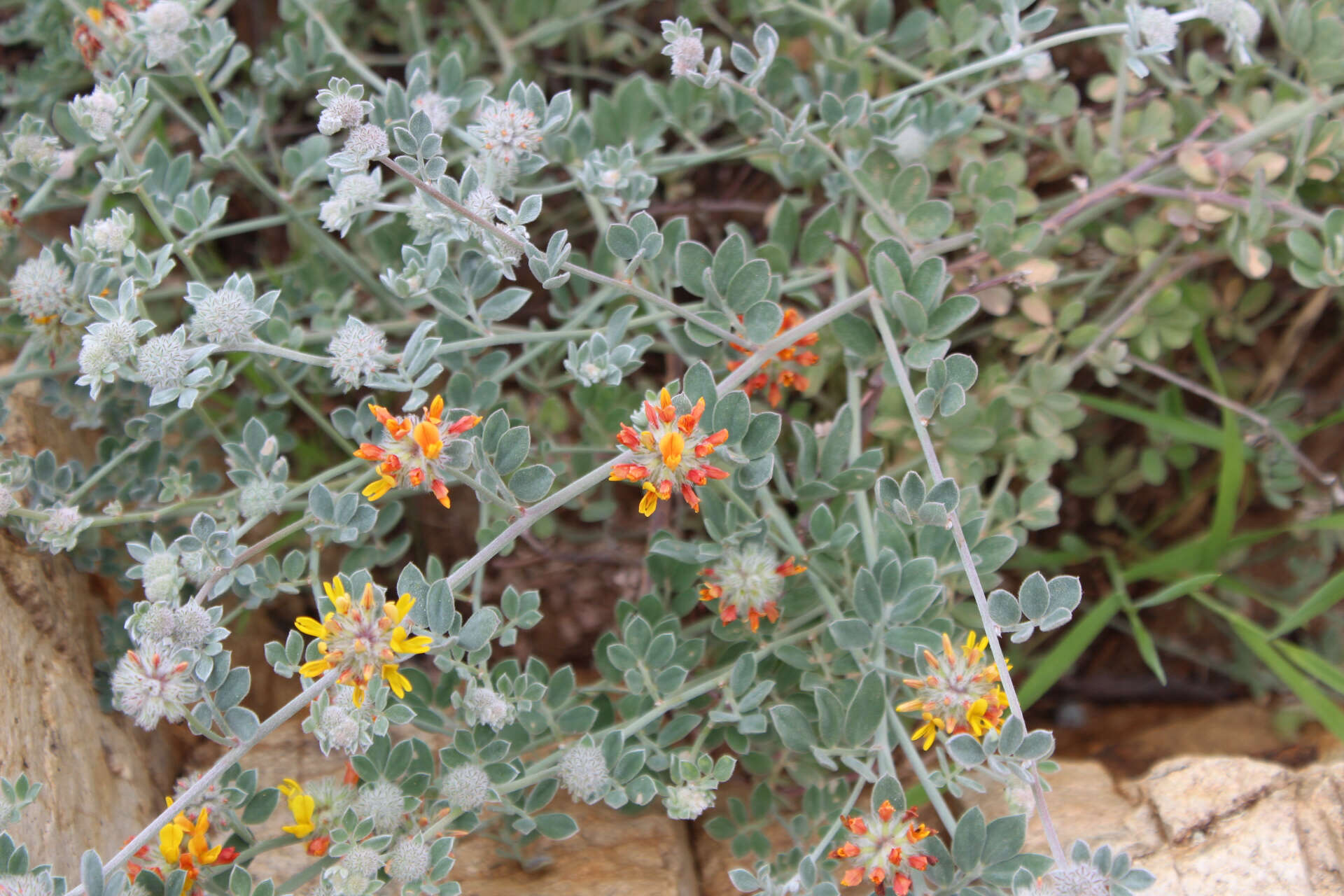 Image of <i>Acmispon argophyllus</i> var. <i>argenteus</i>