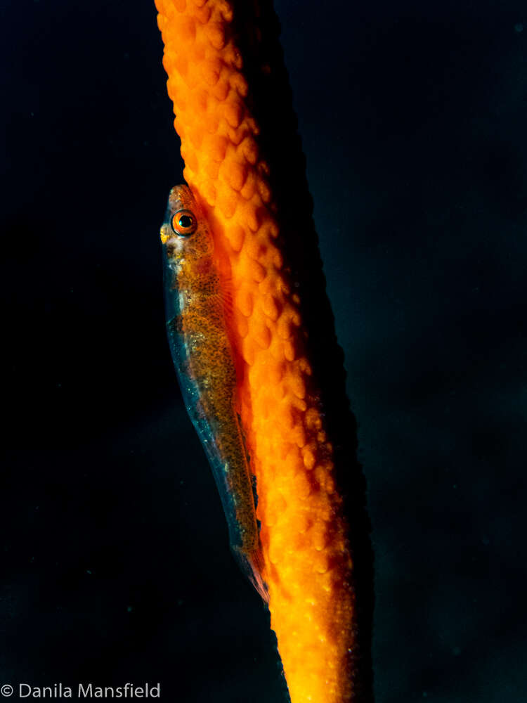Image of Whip coral goby