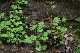 Image of Allegheny brookfoam