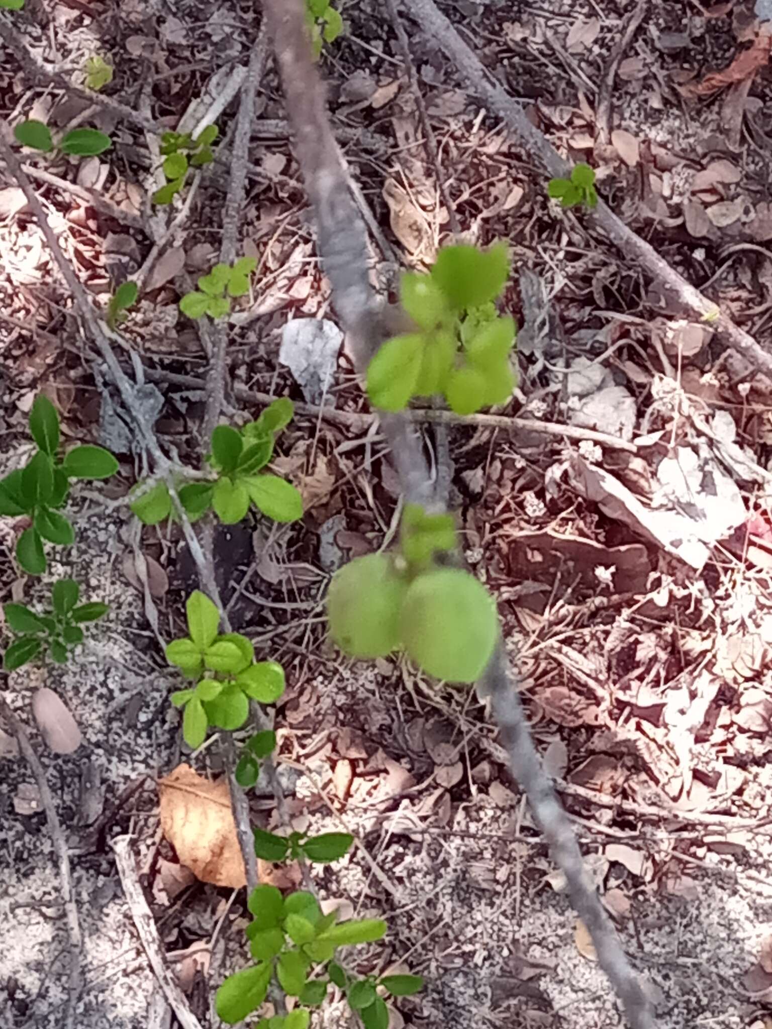 Image of Commiphora orbicularis Engl.