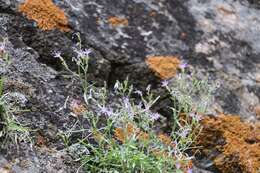 Image of Black Canyon gilia