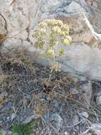 Image of Thapsia scabra (Cav.) Simonsen, Rønsted, Weitzel & Spalik