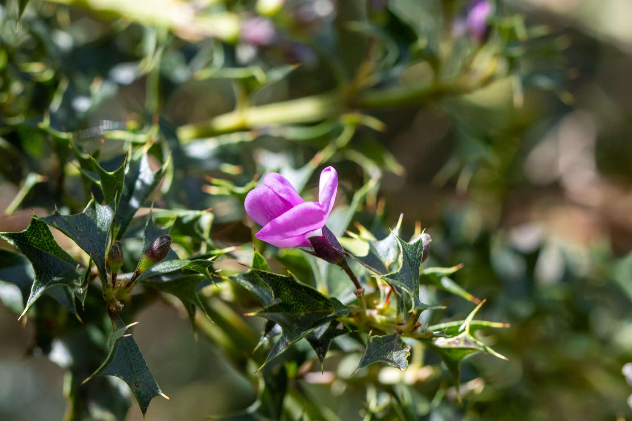 Image of Holly-leaved Mirbelia