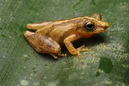 Image de Ololygon argyreornata (Miranda-Ribeiro 1926)