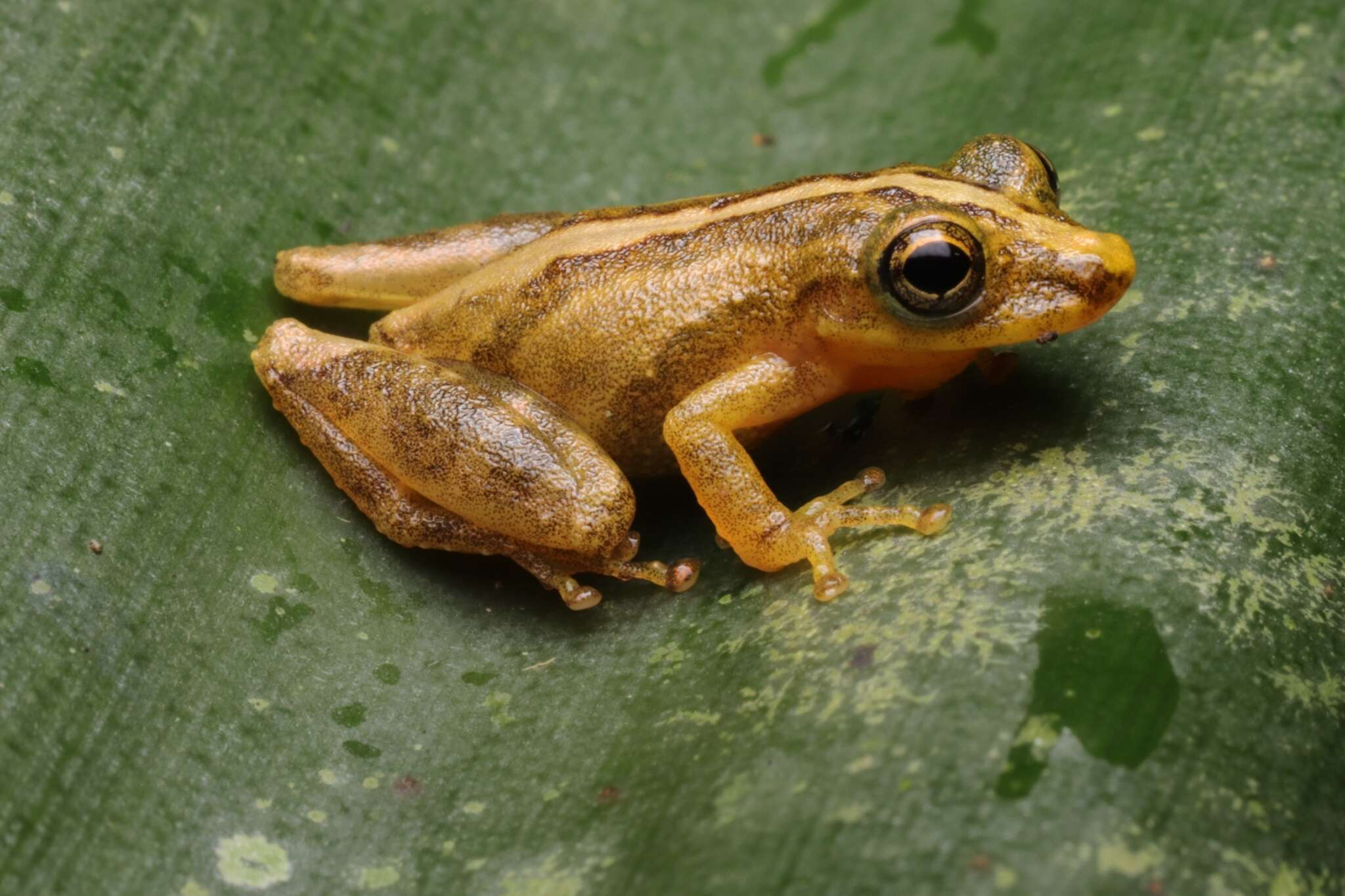 Image of Rio Mutum Snouted Treefrog