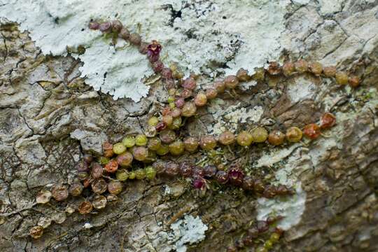 Sivun Bulbophyllum minutissimum (F. Muell.) F. Muell. kuva