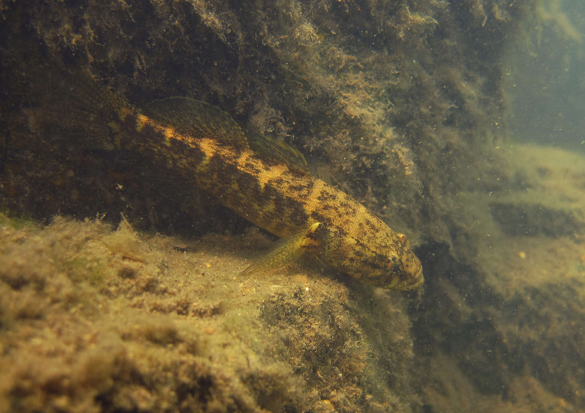 Image of Spine-cheek gudgeon