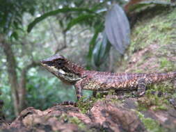 Image of Elliot's Forest Lizard