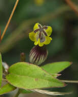 Image of Ceropegia candelabrum subsp. candelabrum