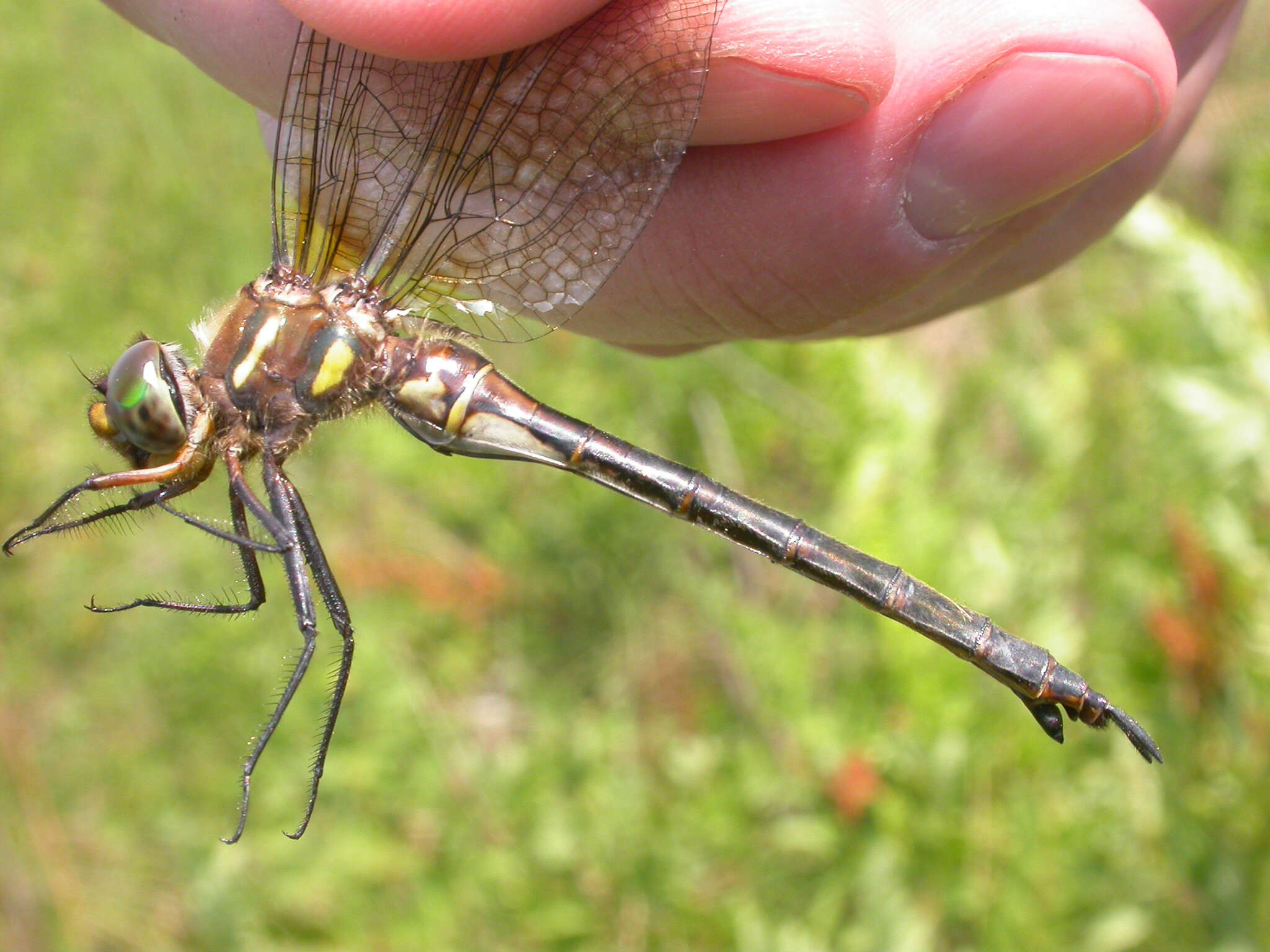 Image of Hine's Emerald