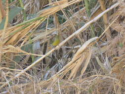 Image of Atlantic Canary