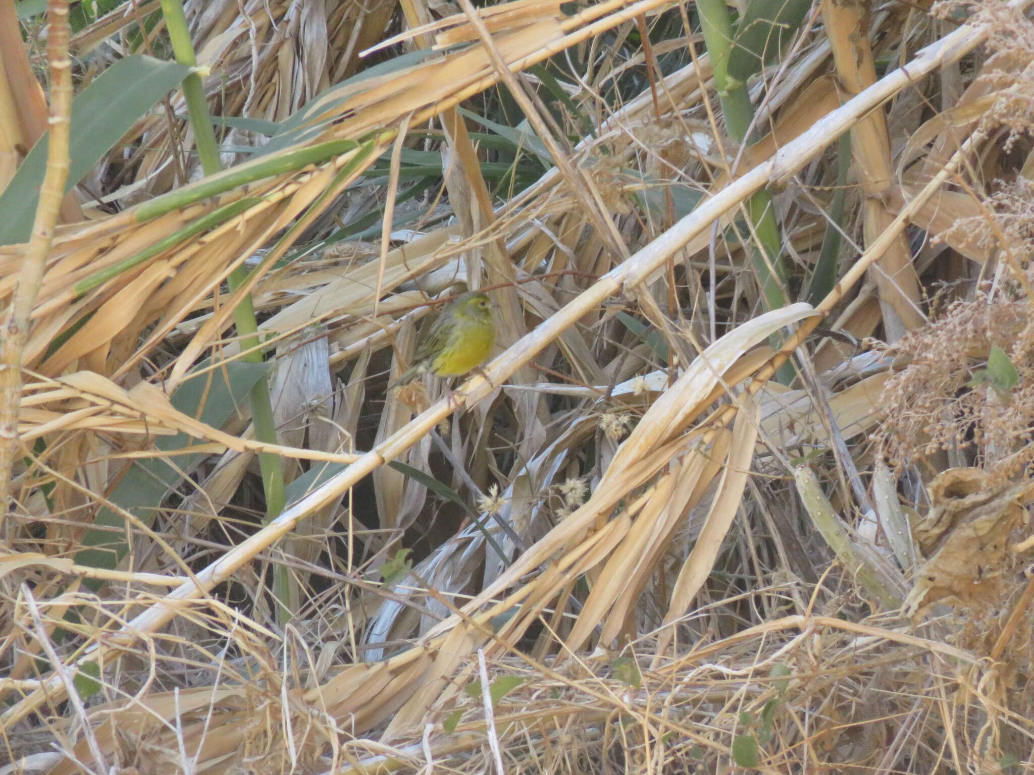 Image of Atlantic Canary