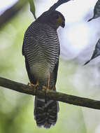 Image of Barred Forest Falcon