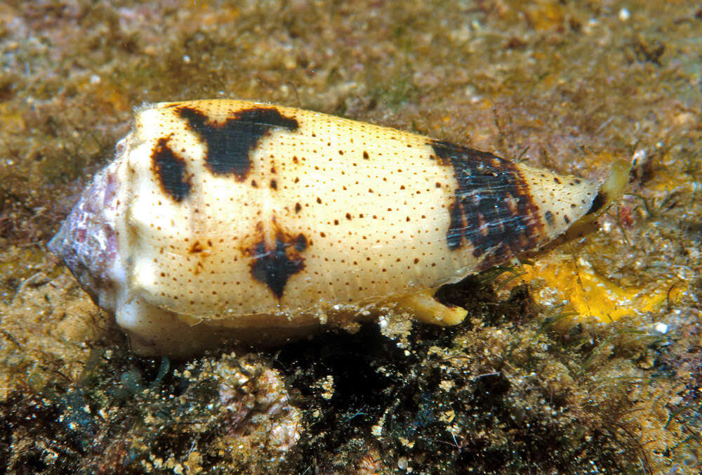 Image of Conus varius Linnaeus 1758