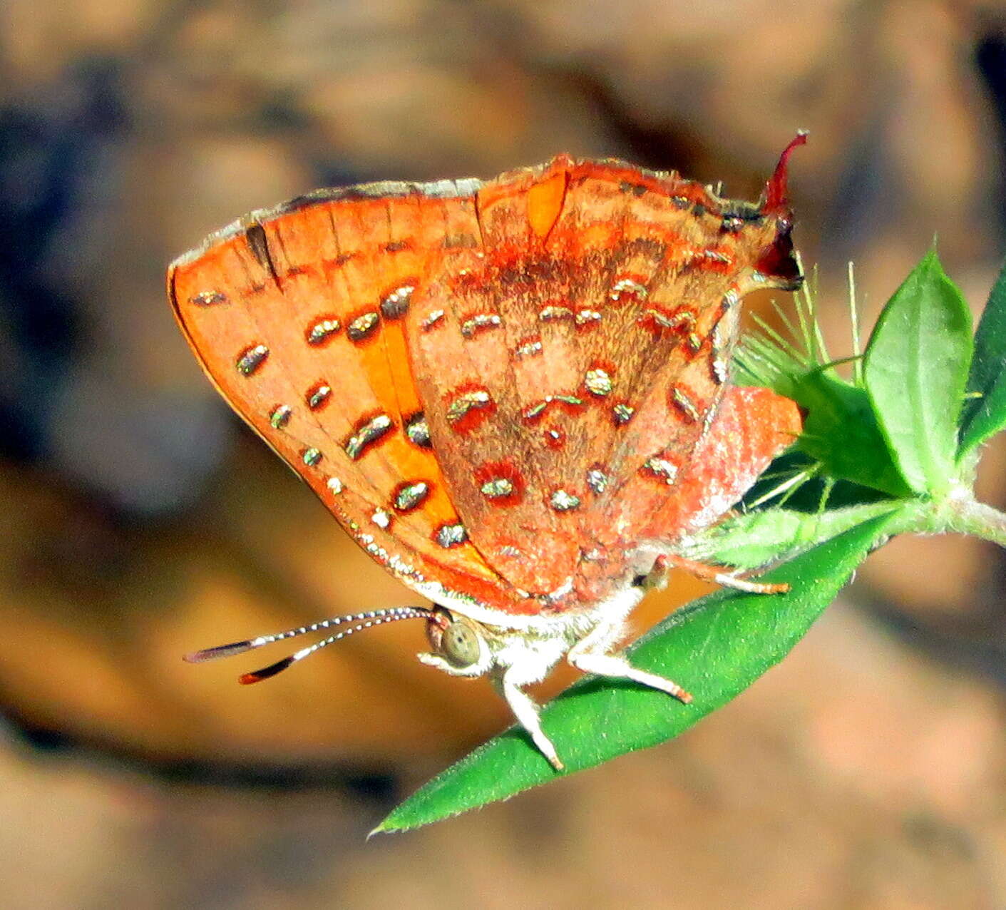 Image of Axiocerses tjoane tjoane