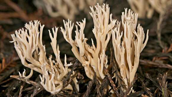 Ramaria filicicola (S. G. M. Fawc.) Corner 1950 resmi