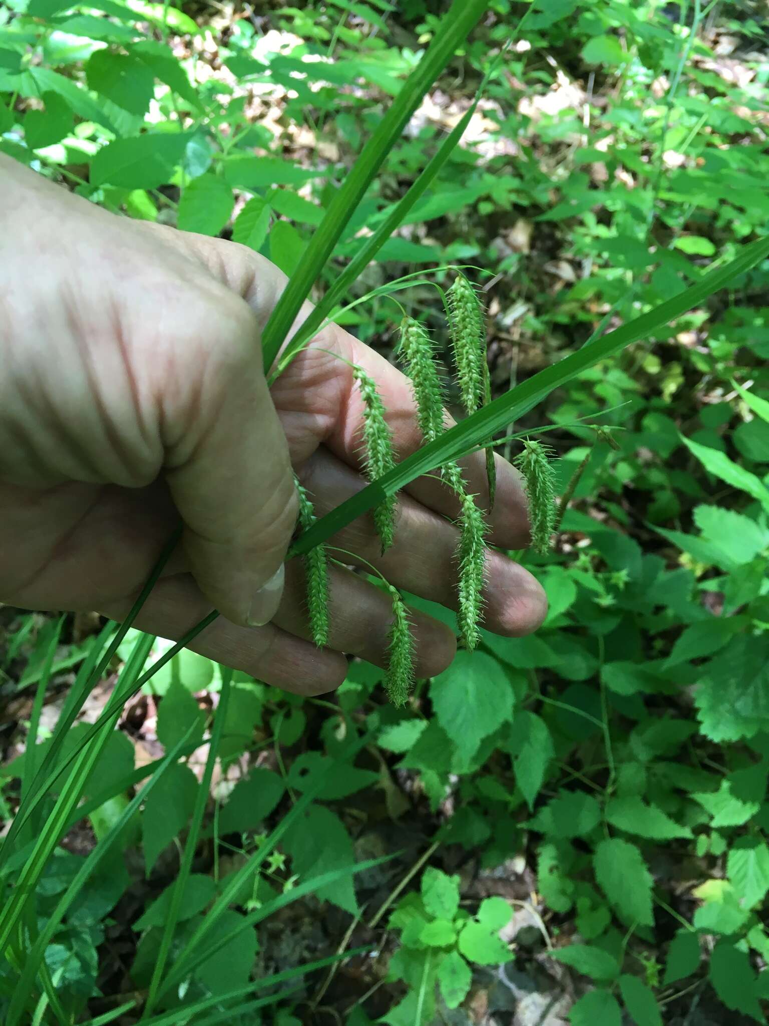 Image of Japanese Creeper