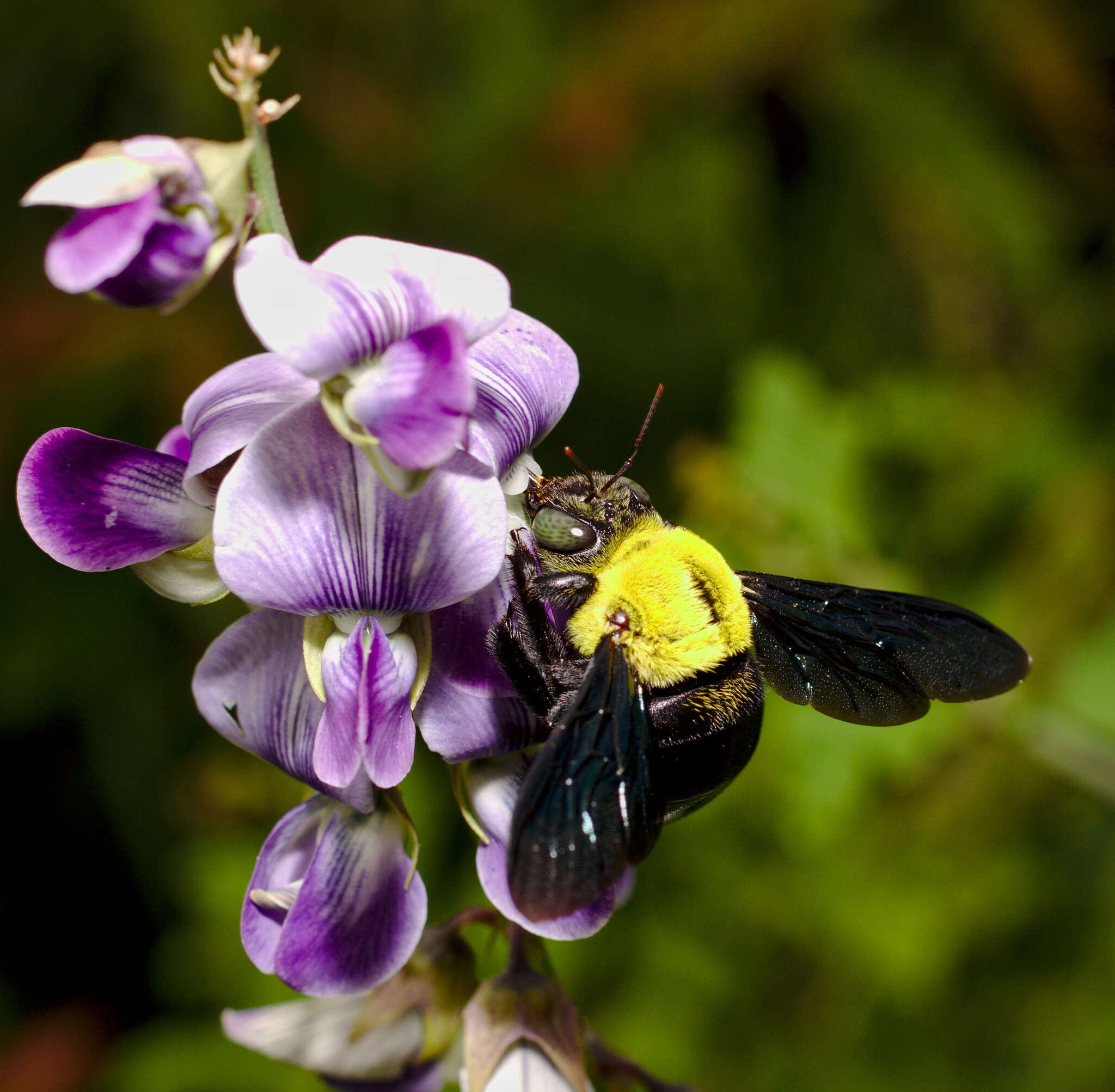 Plancia ëd Xylocopa ruficornis Fabricius 1804