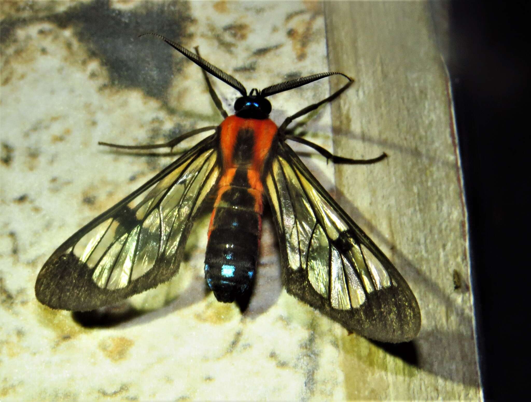 Image of Cosmosoma impar Walker 1854