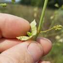 Слика од Mirabilis austrotexana B. L. Turner