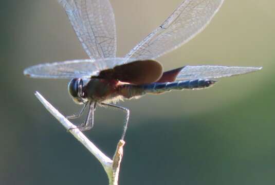 Image of Phantom Flutterer