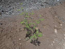 Image of melonleaf nightshade