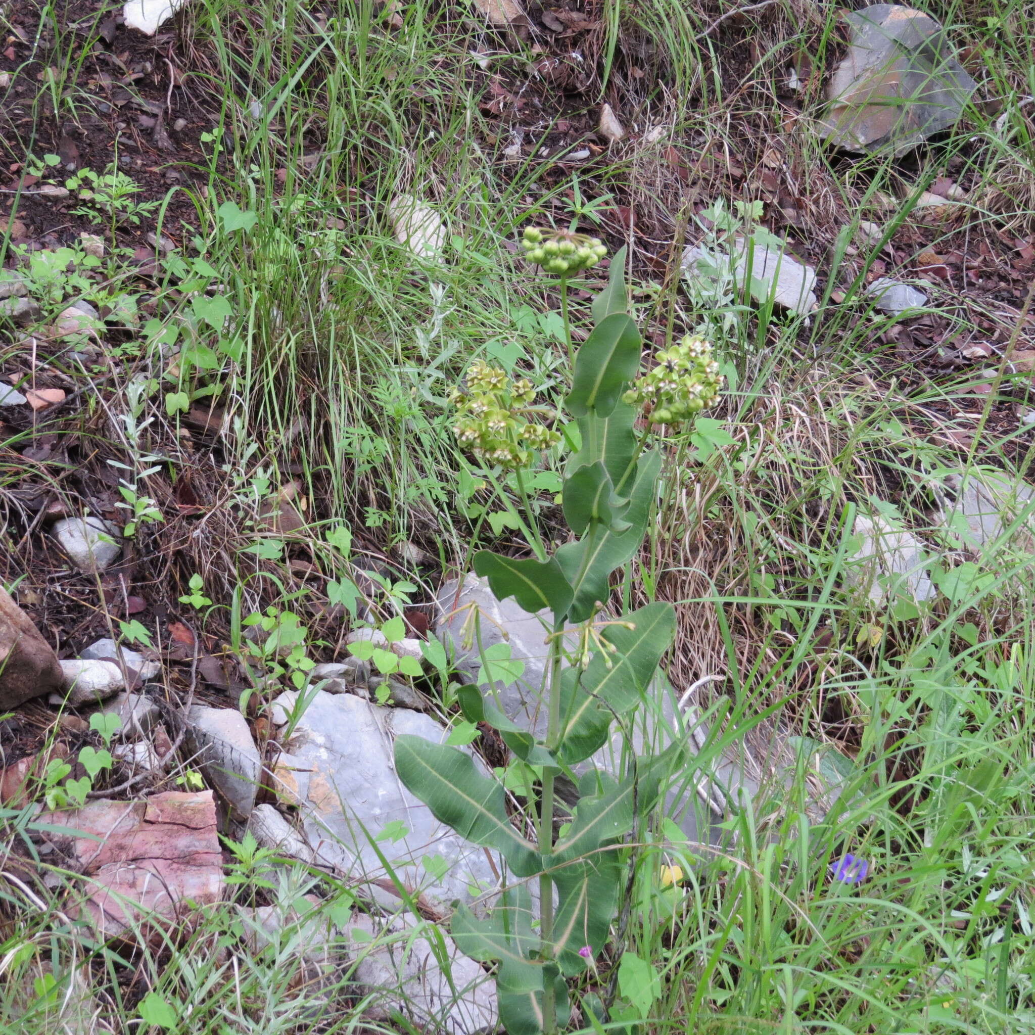 Image of Asclepias elata Benth.