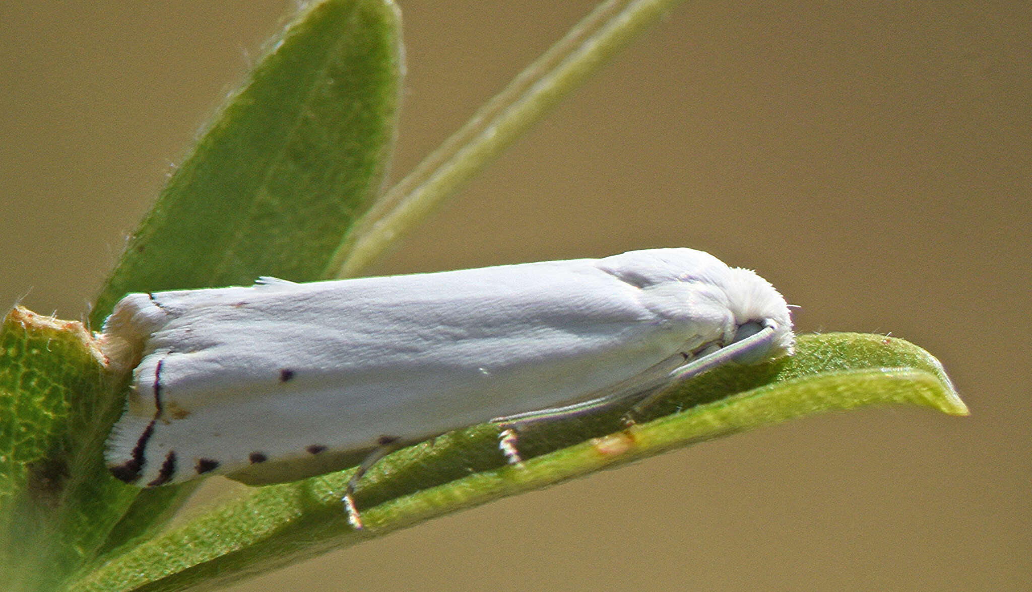 Image of Hystrichophora vestaliana Zeller 1875