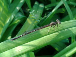 Image of Platycnemis phyllopoda Djakonov 1926