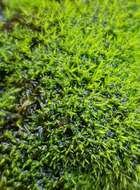 Image of trichostomum moss