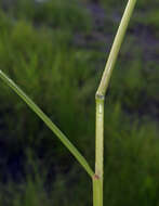 Image of Indian rice