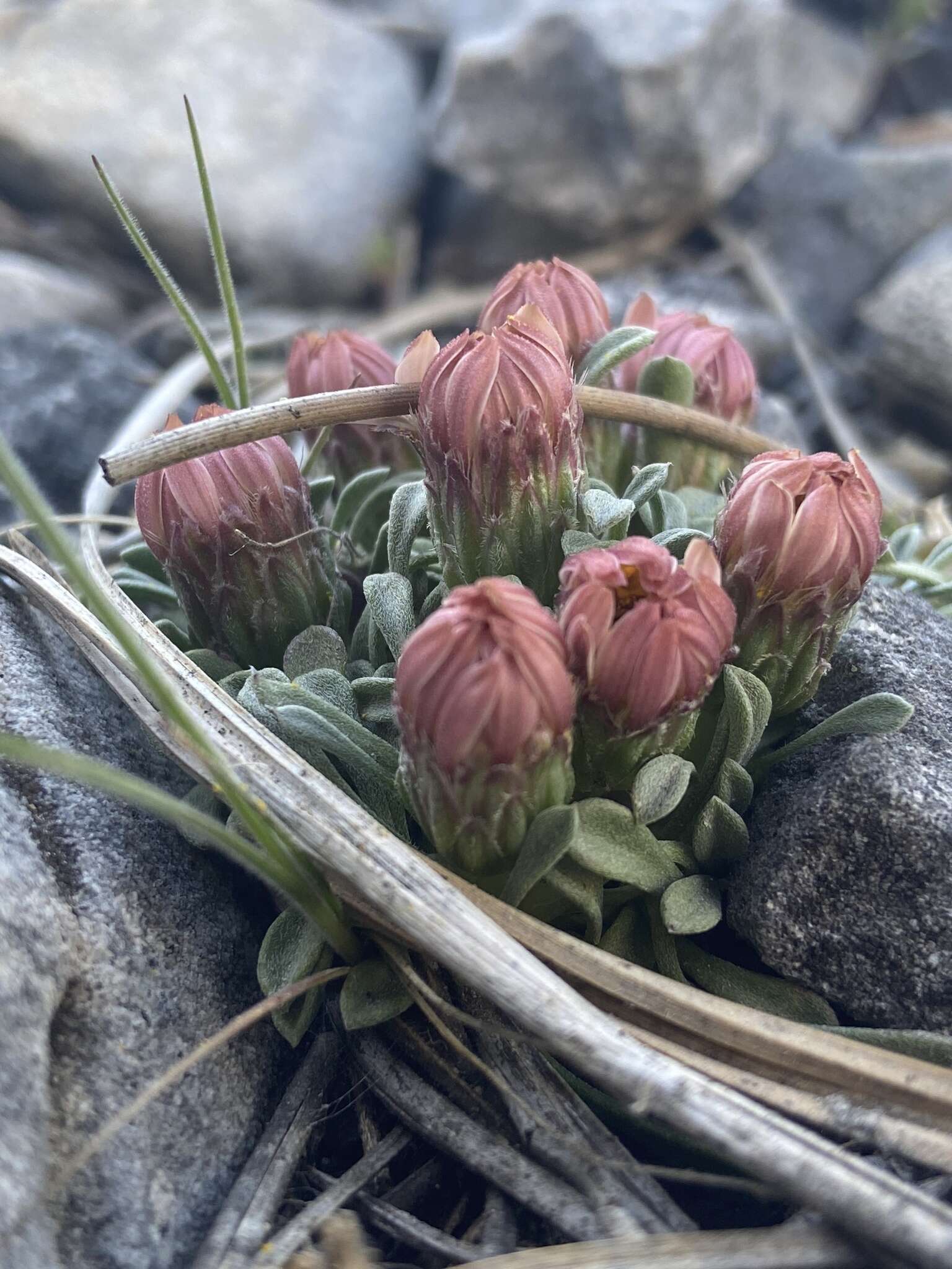 Image of Jones' Townsend daisy