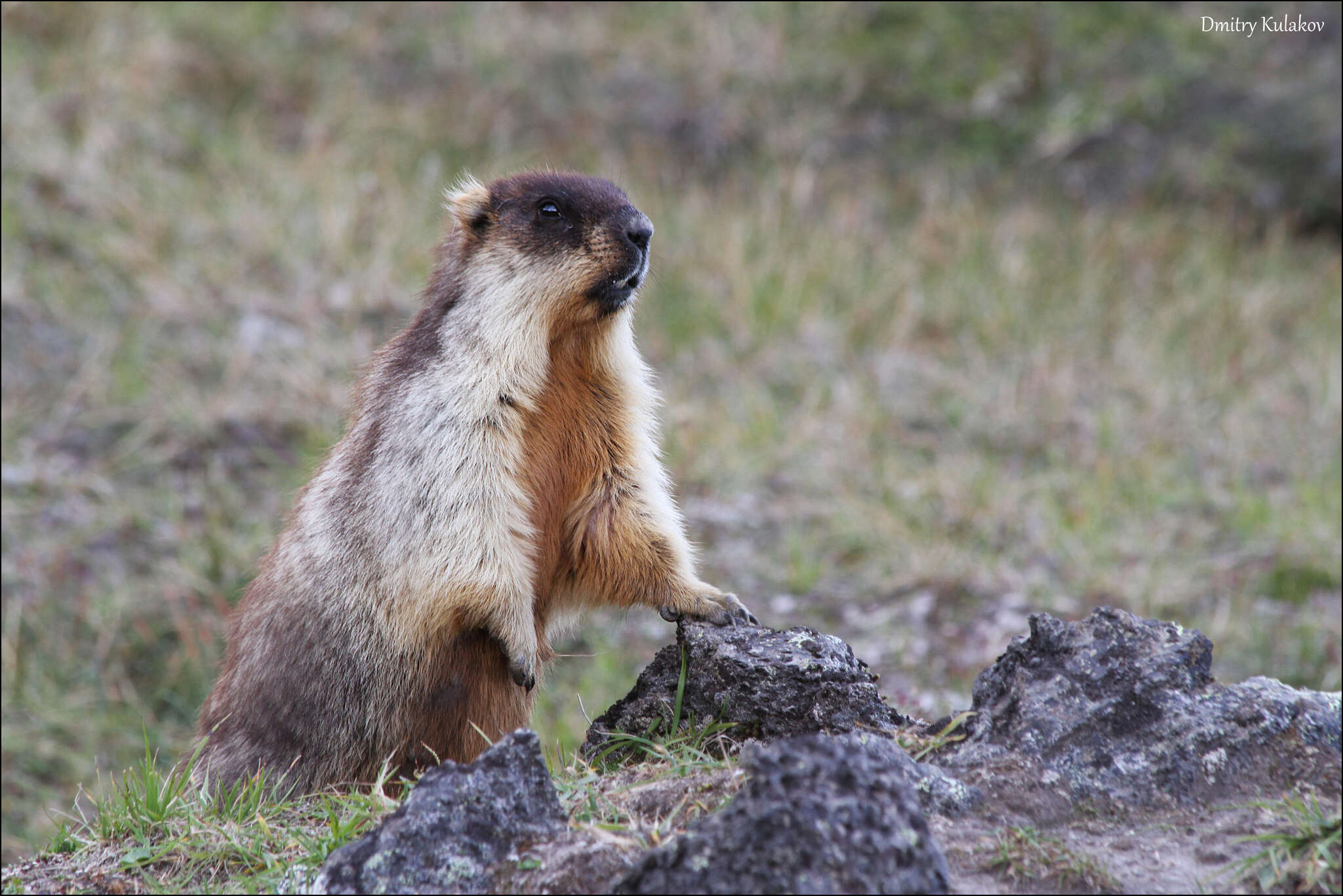 Image of Black-capped Marmot