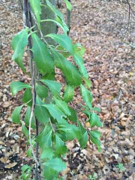 Imagem de Hoheria angustifolia Raoul