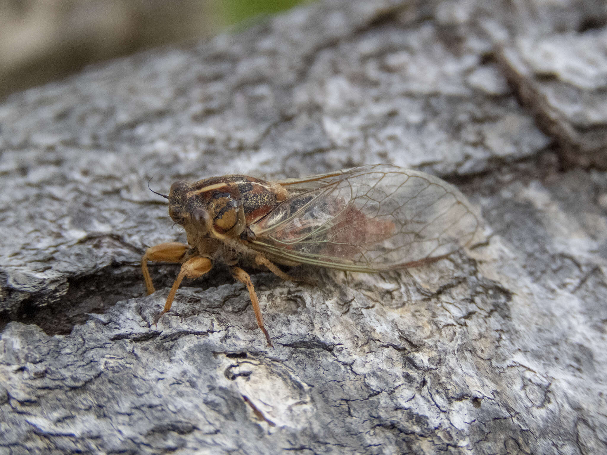 Image of blood redtail cicada