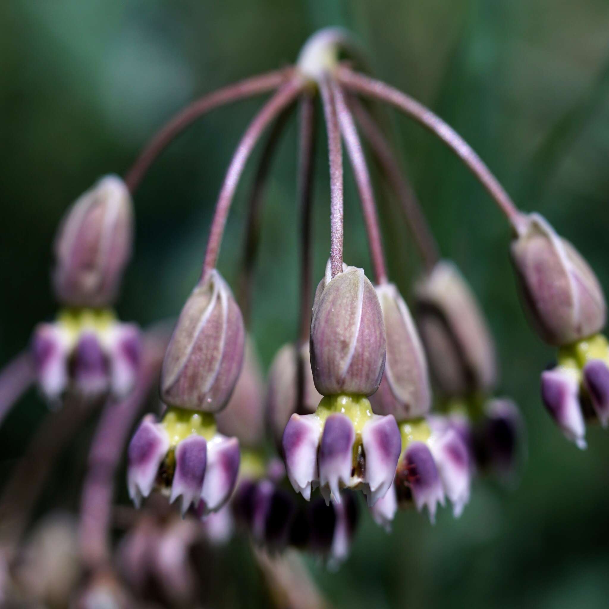 Image of slimpod milkweed