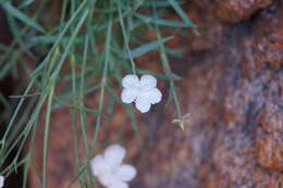 Image of Dianthus furcatus subsp. gyspergerae (Rouy) Briq.