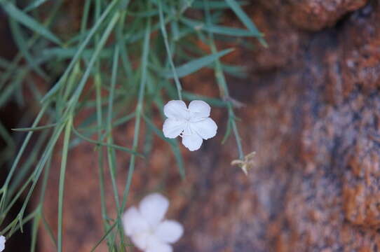 Image of Dianthus furcatus Balbis