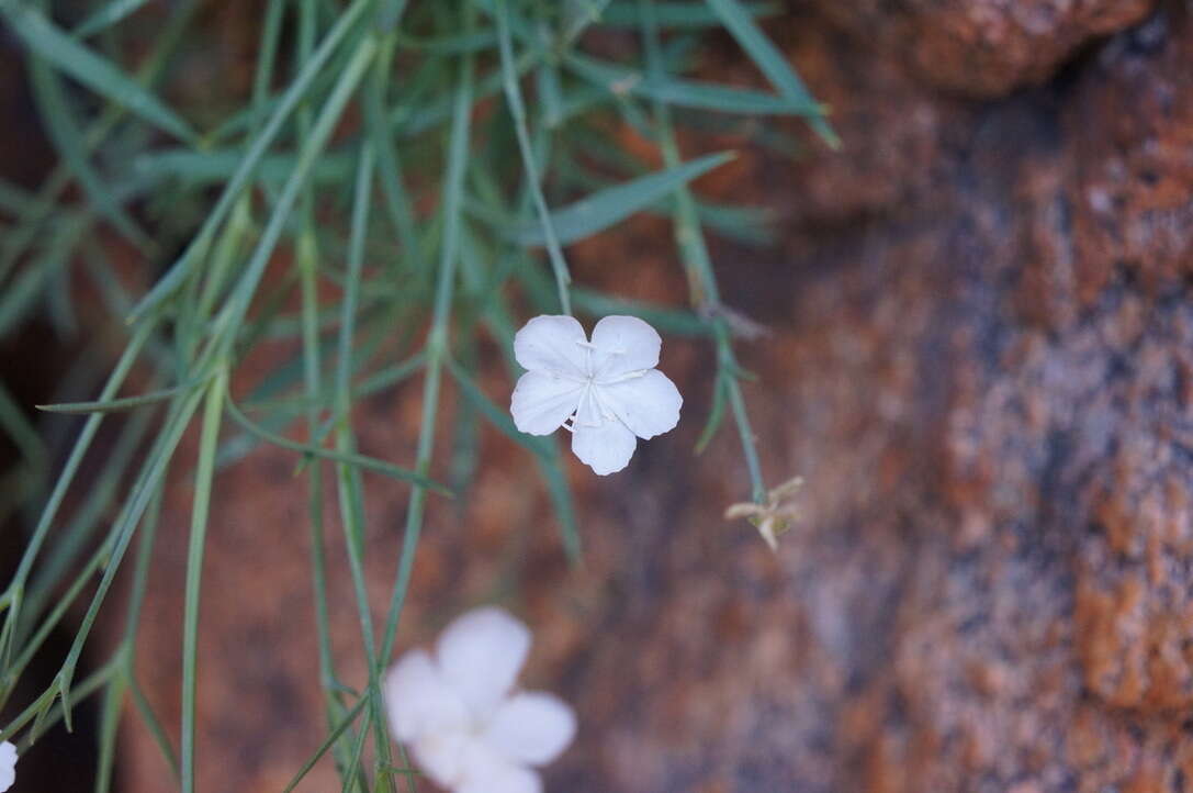 Image of Dianthus furcatus subsp. gyspergerae (Rouy) Briq.