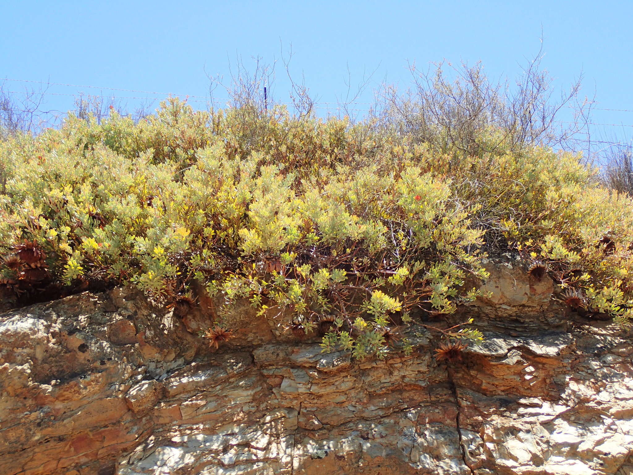 Image de Protea sulphurea Phillips