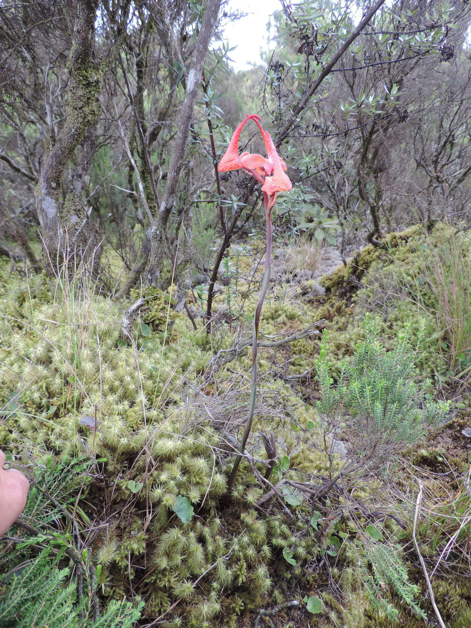 Image of Disa robusta N. E. Br.