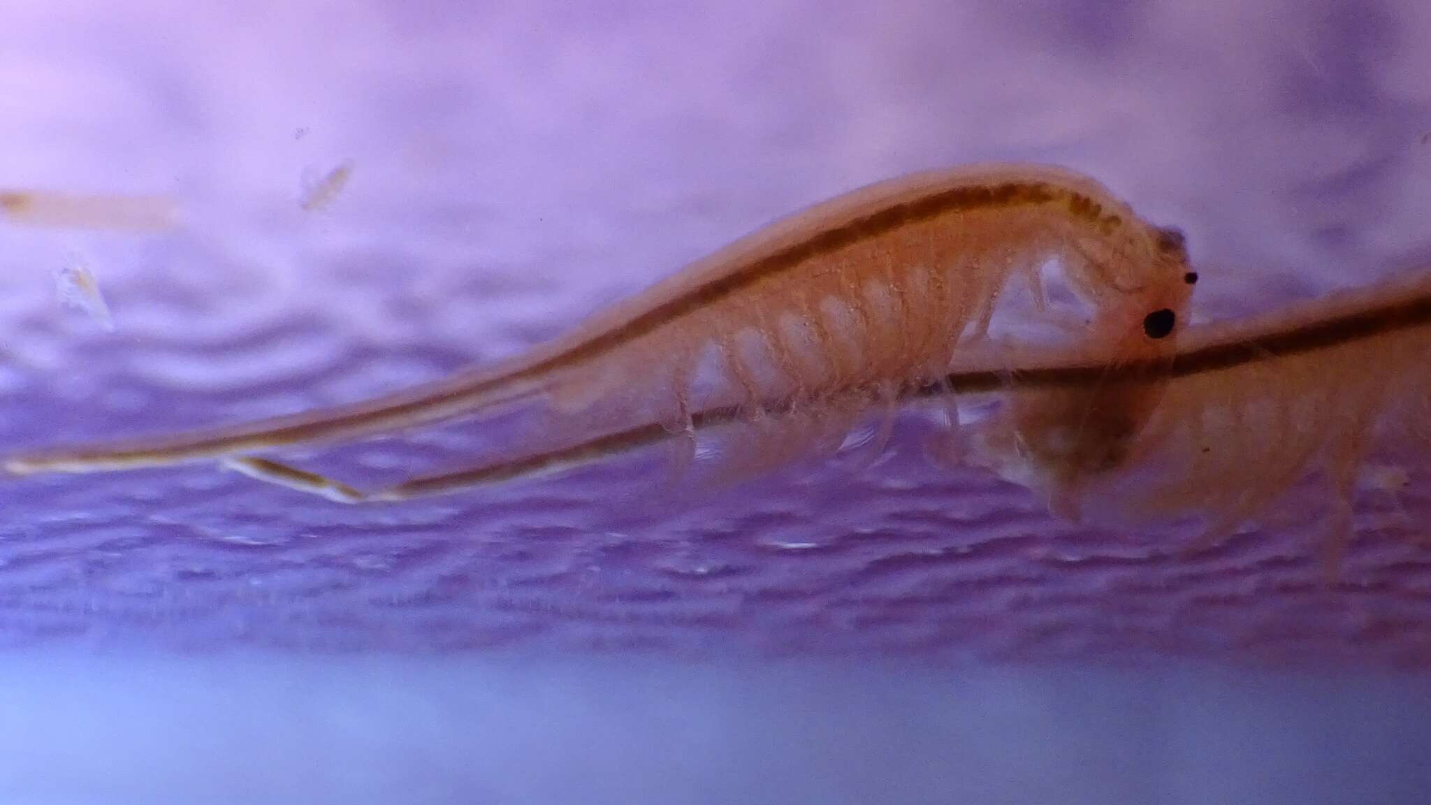 Image of Mono Lake Brine Shrimp