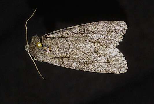 Image of Radcliffe's Dagger-moth