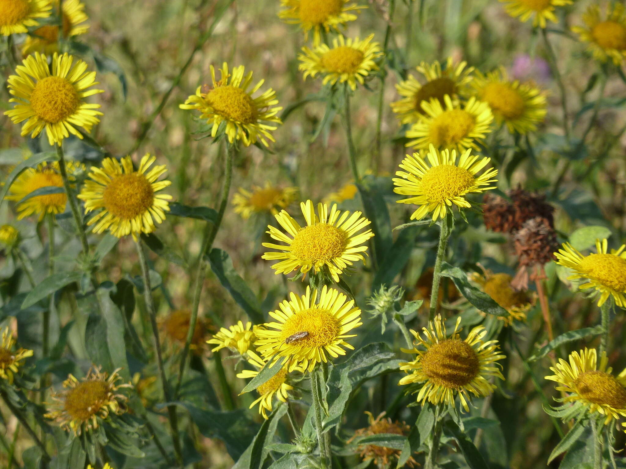 Image of British yellowhead