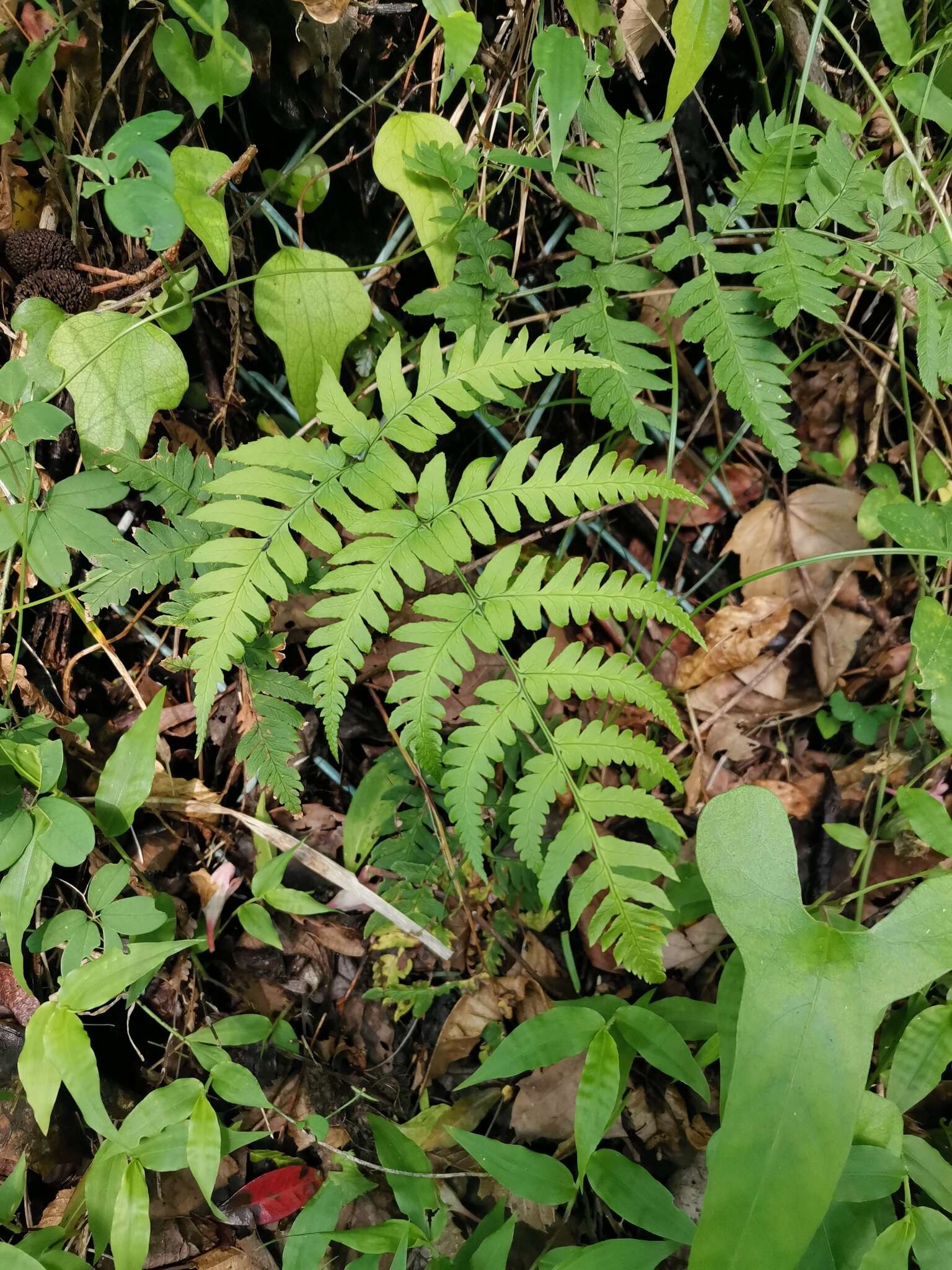 Image de Dryopteris lacera (Thunb.) Ktze.